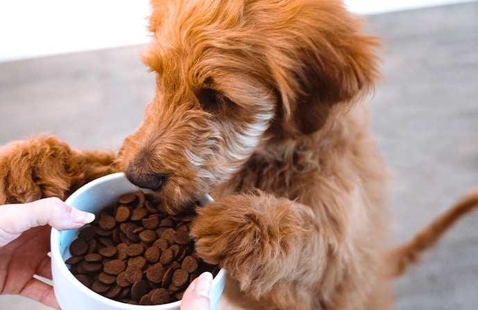 Healthy dog eating the best quality dog food