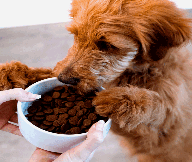 Lucy Pet | Best Dog Food Brand