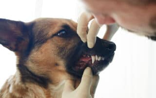 Cleaning Your Dog's Teeth