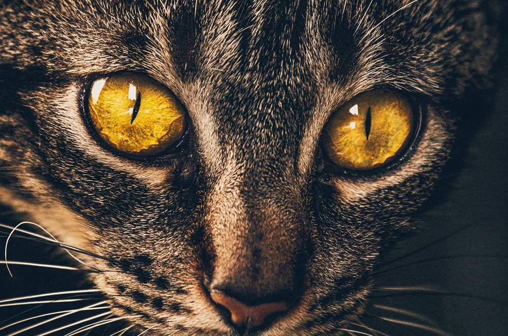 Cat Eyes