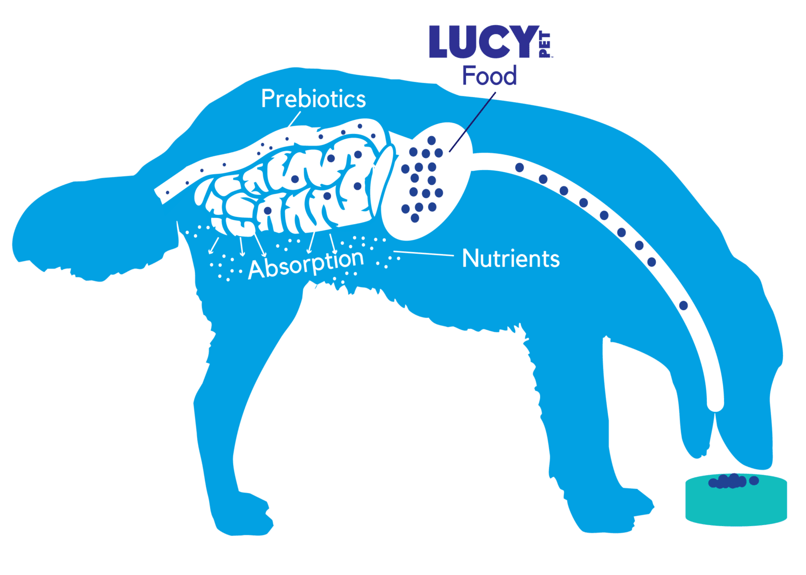 dog-gut-health-lucy-pet-products