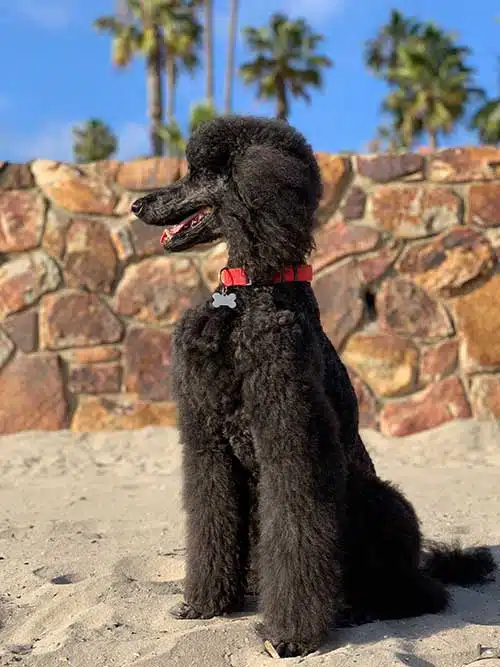 how high for a standard poodle feed bowl