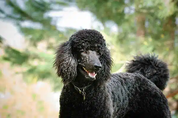 Full blood clearance poodle