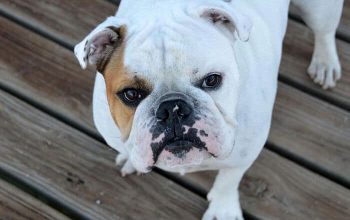 english Bulldogs facts