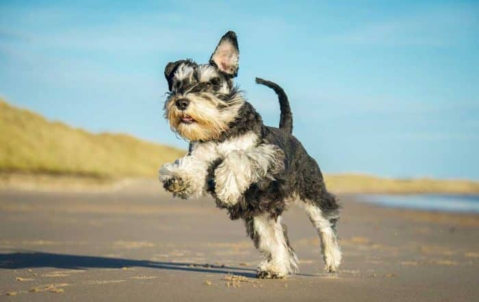 10 Interesting Facts About Schnauzers