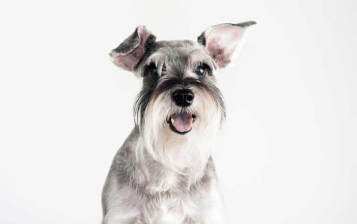 6-Common-Schnauzer-Health-Problems.