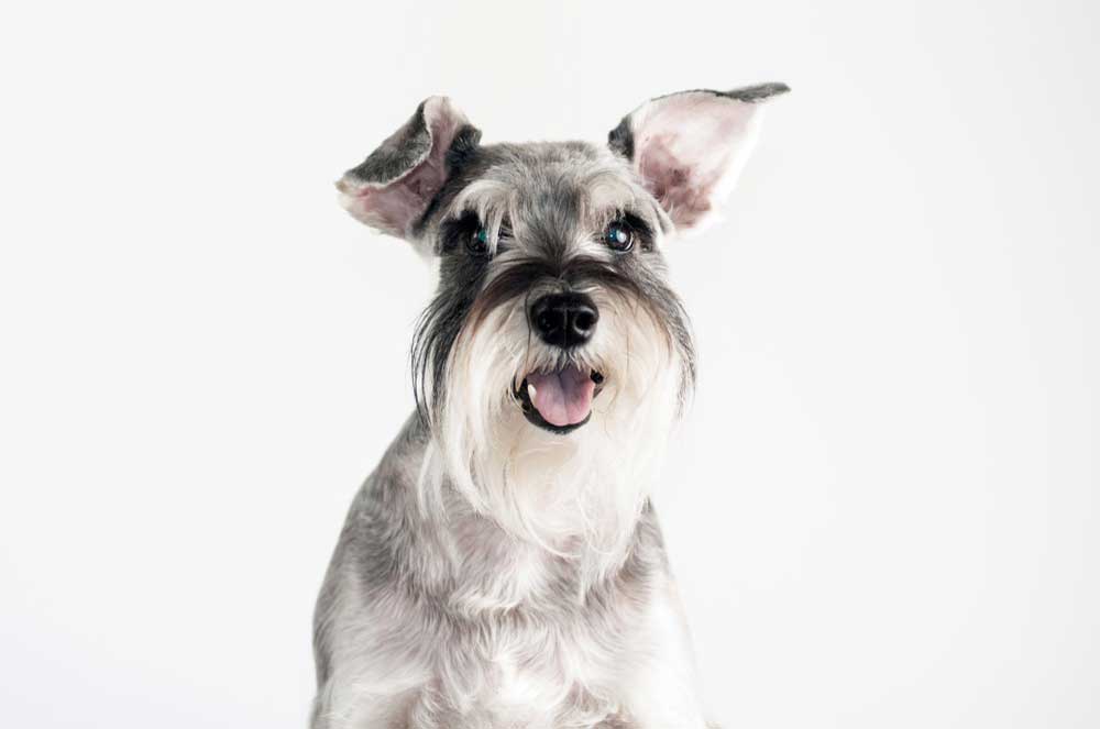 what is the best food for schnauzer puppies