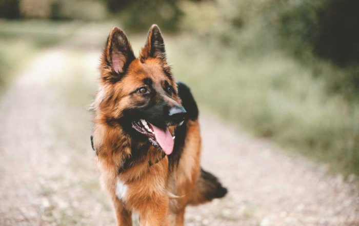 7 Common German Shepherd Health Issues