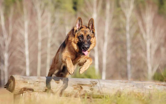 A Helpful Guide to the Best Food for German Shepherd Dogs