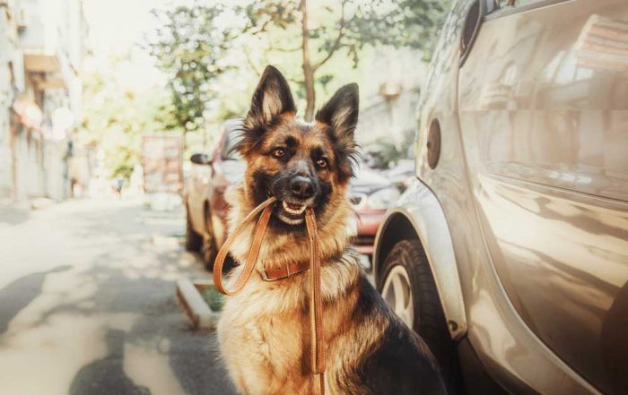 Belgian Malinois vs German Shepherd