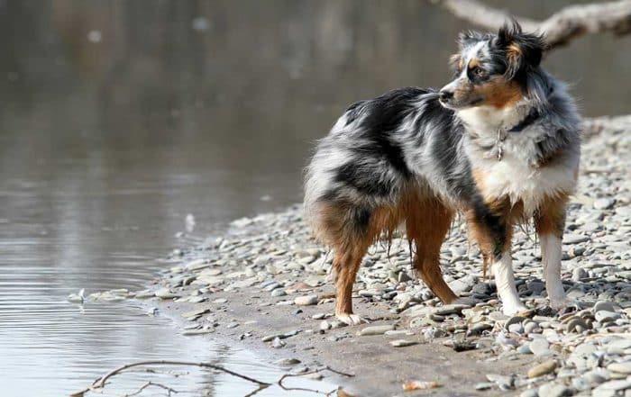 Australian Shepherds