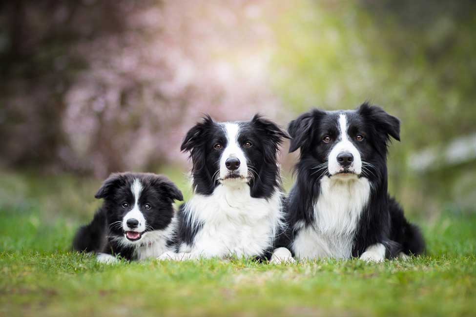 10 Fun Facts About Collie Dogs Lucy Pet