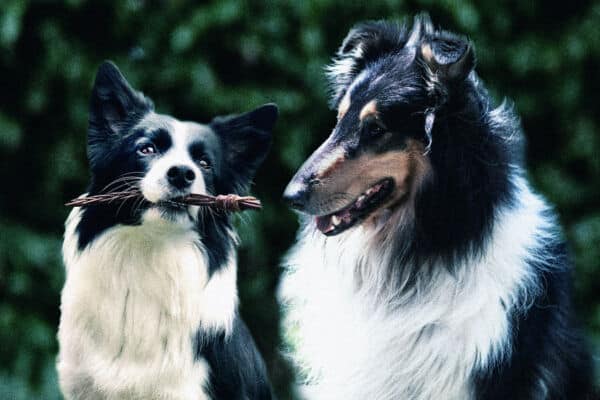 Collie Vs Border Collie | Lucy Pet