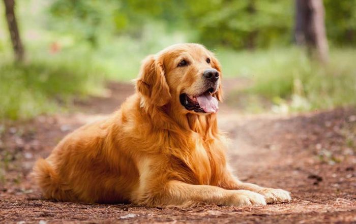 Common Golden Retriever Health Issues