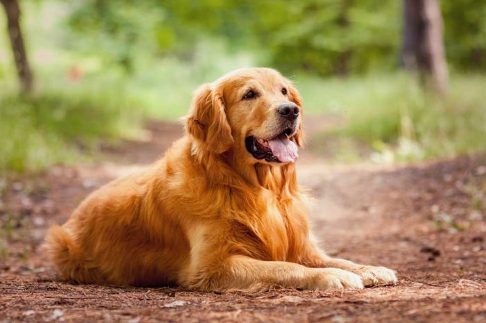 common-golden-retriever-health-issues-lucy-pet