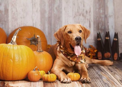 5 Benefits of Pumpkin for Dogs | Lucy Pet