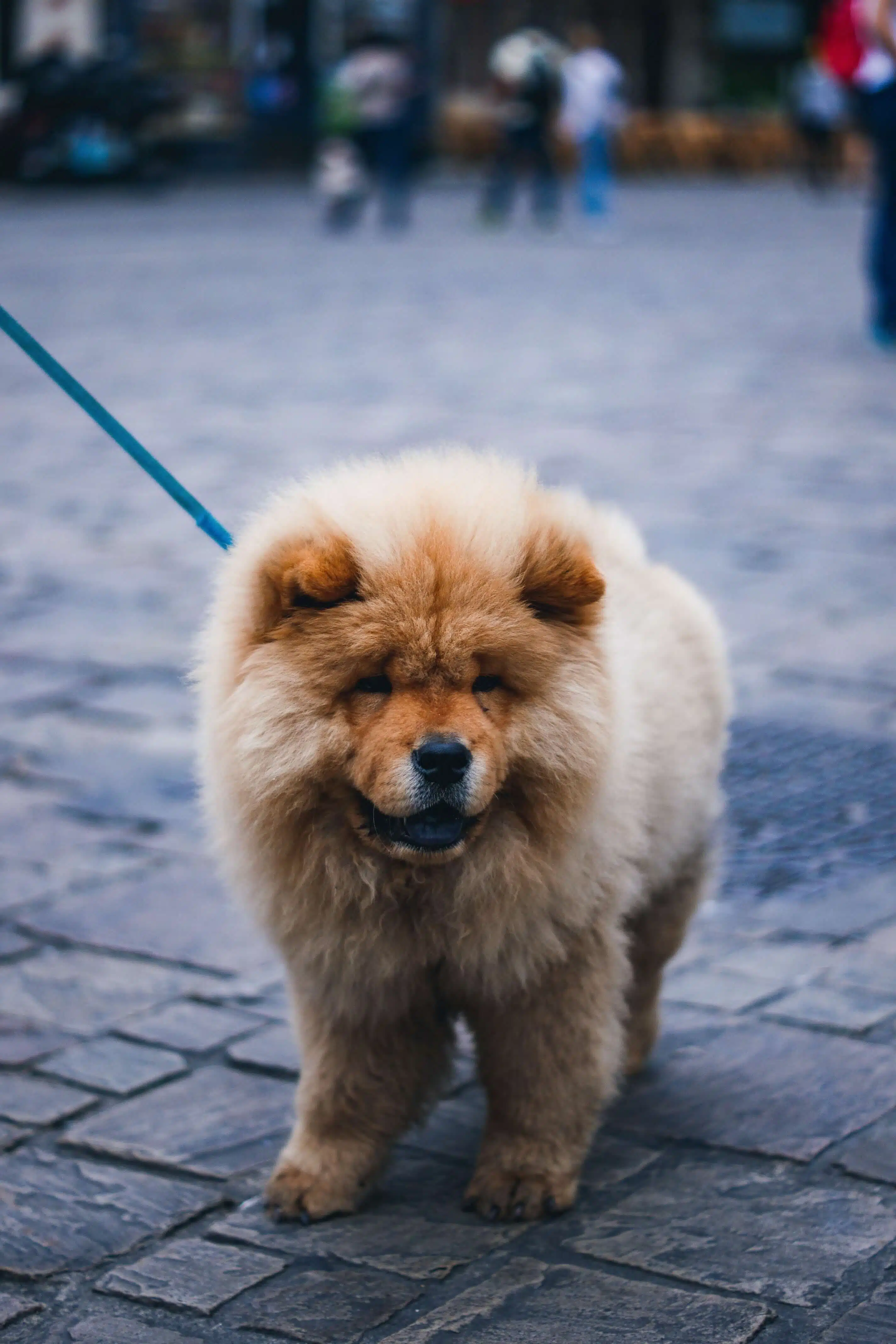 are chow chows safe