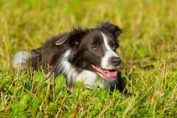 Most Common Border Collie Health Issues | Lucy Pet