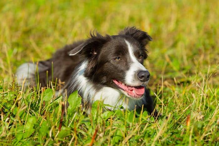 10 Fun Facts About Border Collies | Lucy Pet