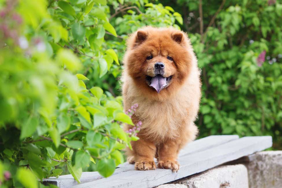 pics of a chow chow