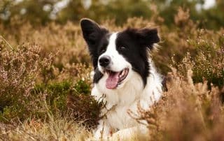 A Helpful Guide to the Best Food for Border Collies