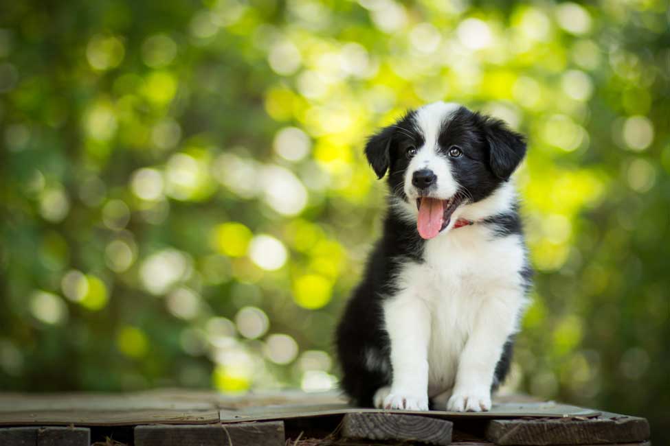 Are Border Collies Hypoallergenic Lucy Pet
