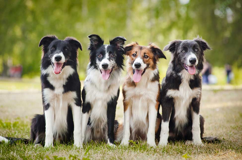 are aussies as high energy as border collies