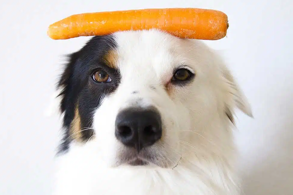 are dogs allowed to eat vegetables