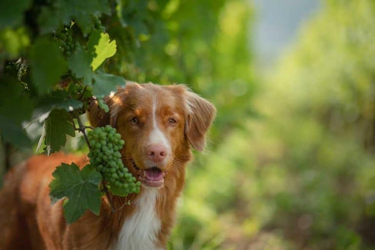 Can Dogs Eat Grapes? Or Are They Poisonous & Bad For Dogs? | Lucy Pet Food